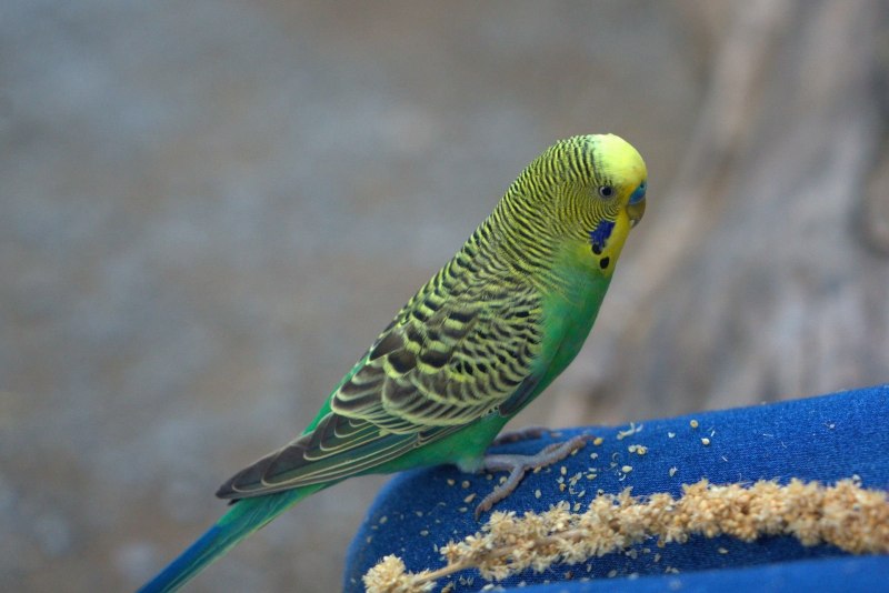 Melopsittacus undulatus
