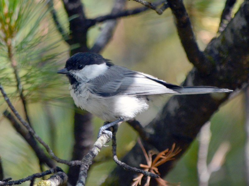 Гаичка буроголовая, или пухляк – Parus montanus (bald., 1827)