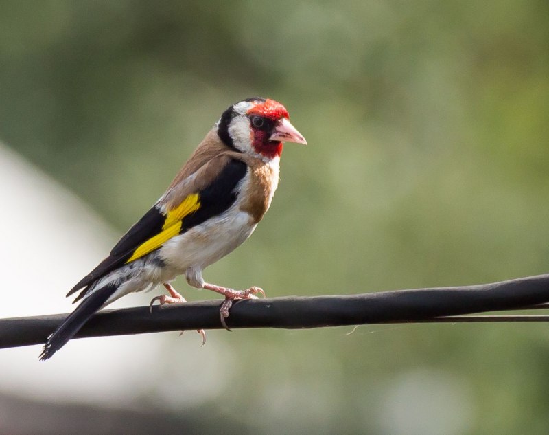 Щегол черноголовый Carduelis Carduelis