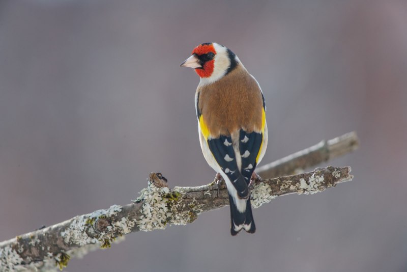 Щегол (чёрноголовый щегол) (Carduelis Carduelis)
