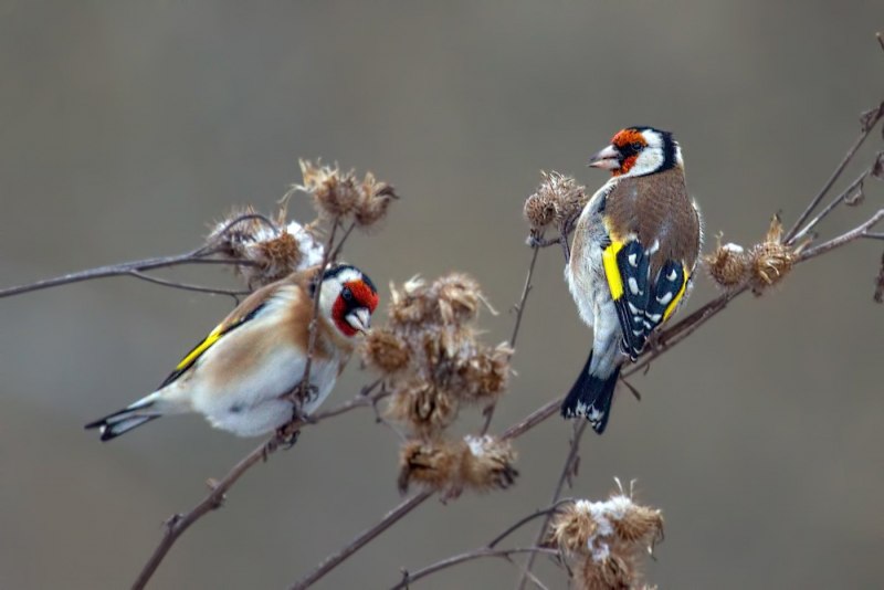 Щегол (лат. Carduelis)