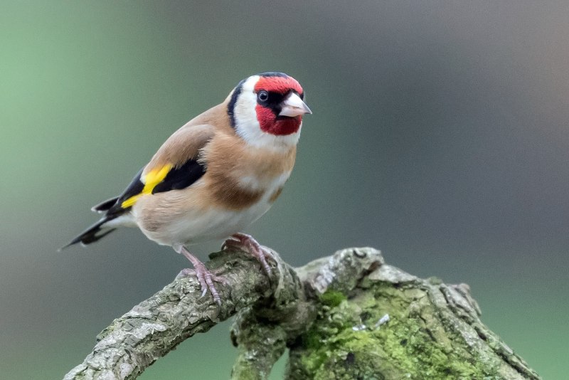 Щегол (Carduelis Carduelis)