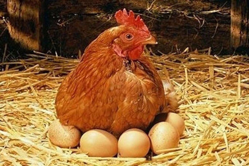 Куры несушки наседки
