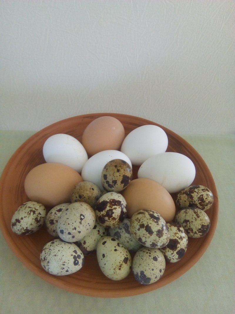 Перепелка с яйцами