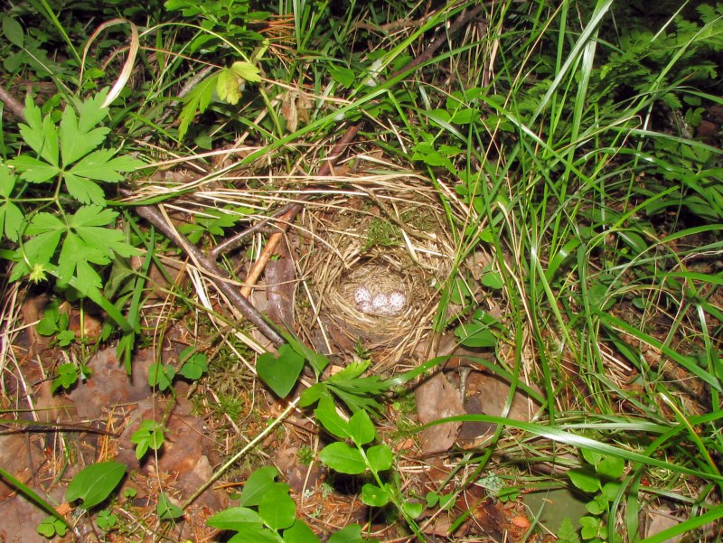. Пеночка-Таловка – Phylloscopus Borealis