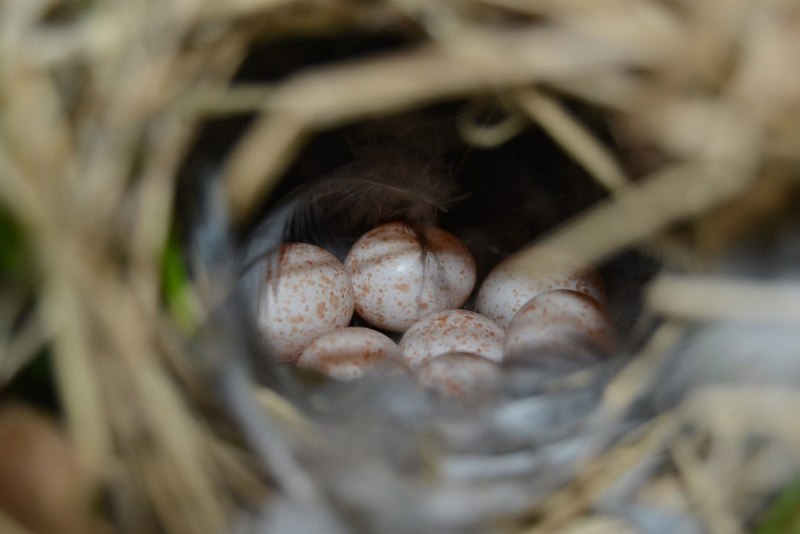 Пеночка птица гнездо (31 фото)