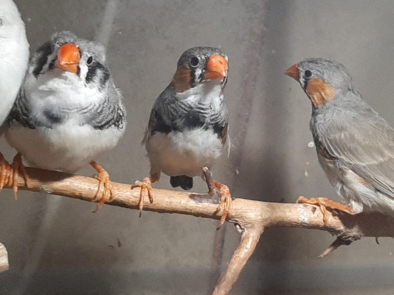 Bird fabulous Finches