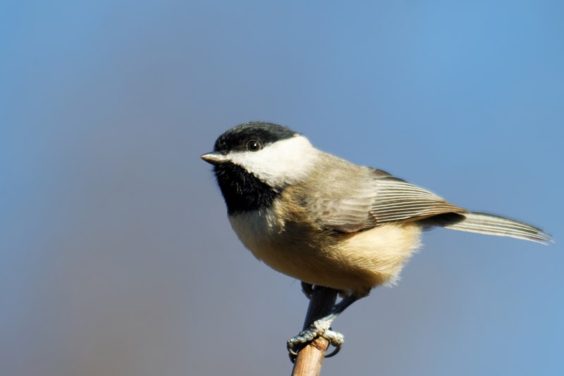 Зяблик (fringílla COÉLEBS)