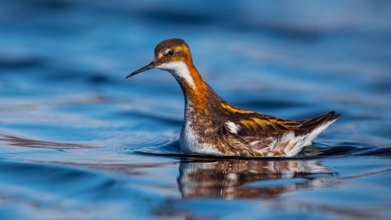 Phalaropus lobatus, круглоносый плавунчик