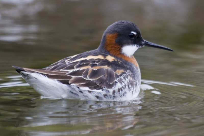 Плосконосый плавунчик (Phalaropus fulicarius)