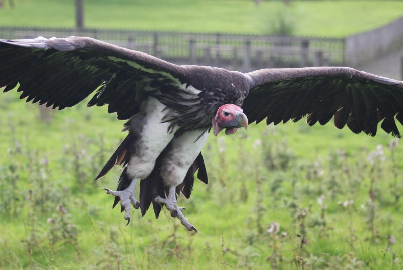 Lappet faced Vulture