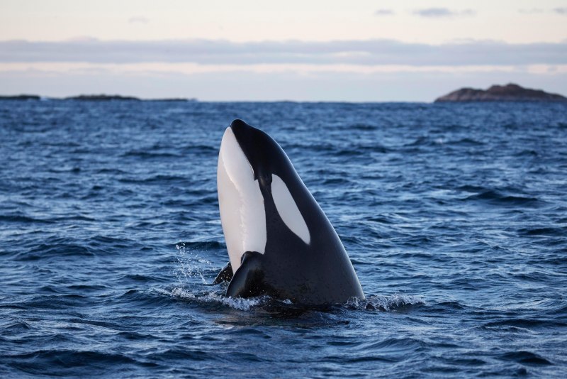 Orca Касатка
