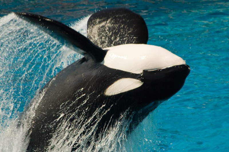 Косатка Orcinus Orca
