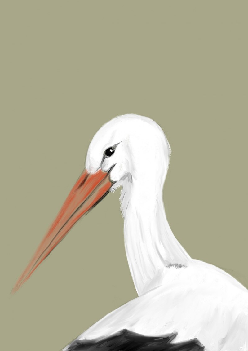 Трофический ареал белого аиста (Ciconia Ciconia)