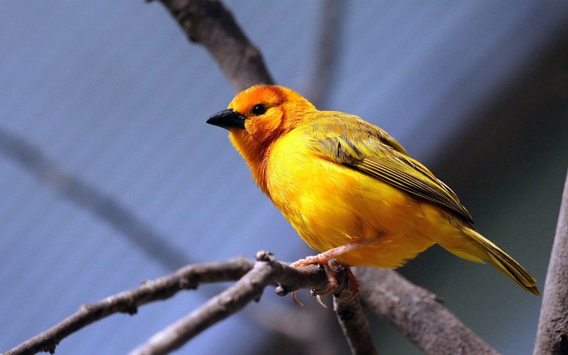 Щегол черноголовый Carduelis Carduelis