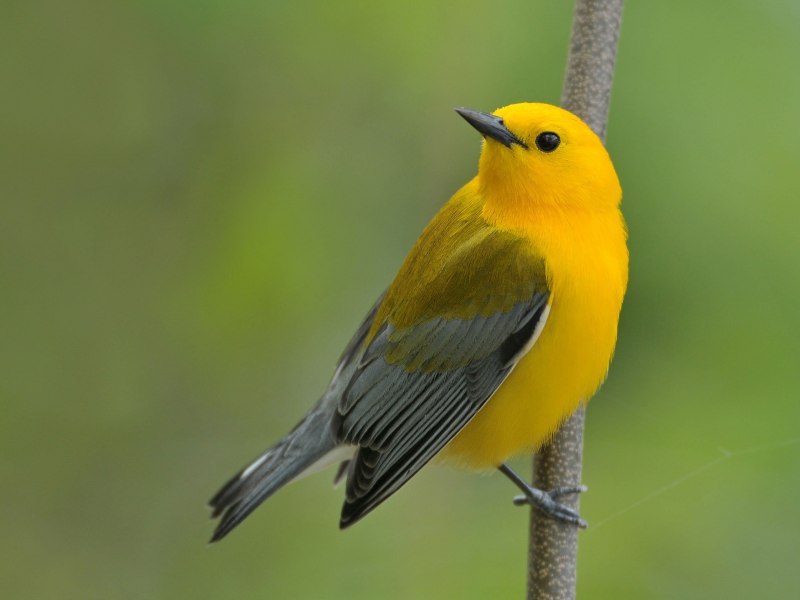 Yellow Oriole (Icterus nigrogularis)