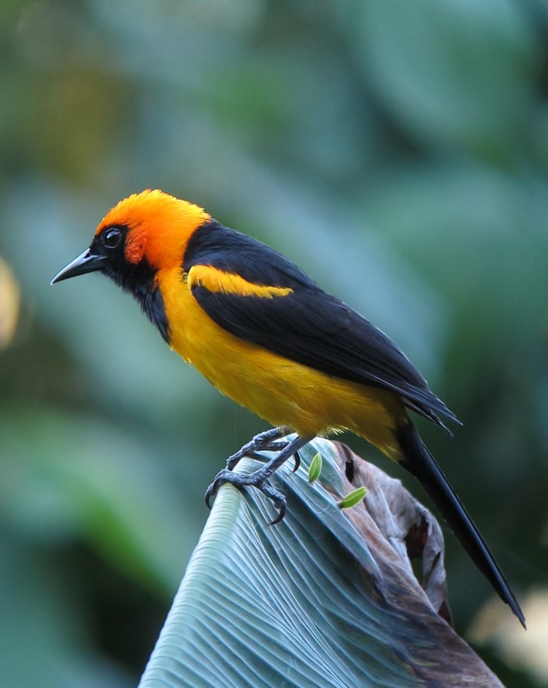 Барбарис Еллоу Бирд (Yellow Bird)