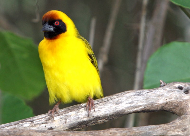 Yellow Warbler птица