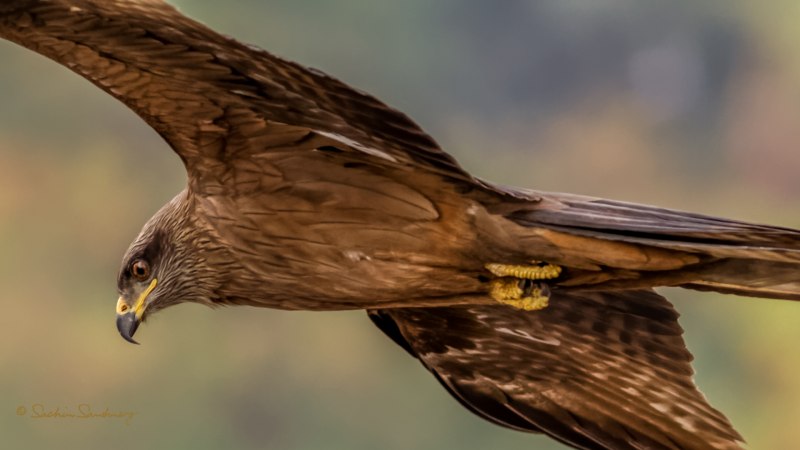 Ястреб - тетеревятник (Accipiter gentilis)