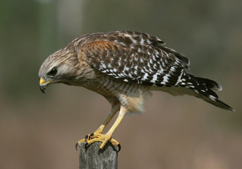 Сокол-Сапсан (Falco peregrinus)