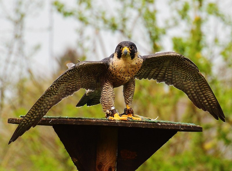 Красный Коршун Milvus Milvus