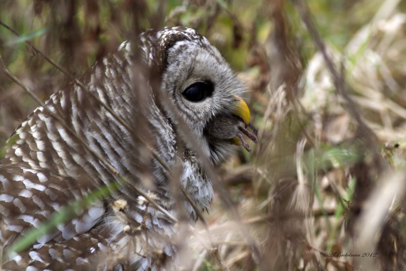 Barred Owl