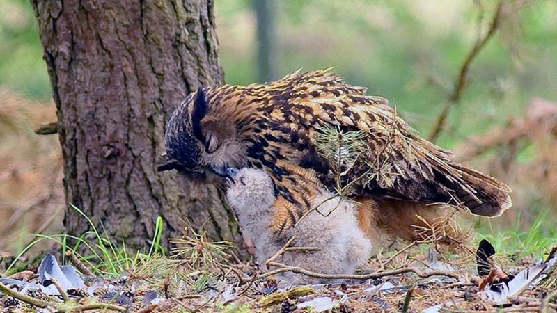 Филин охотится