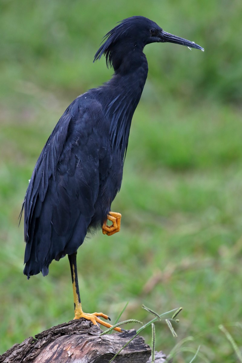 Черная птица с желтым клювом как называется фото