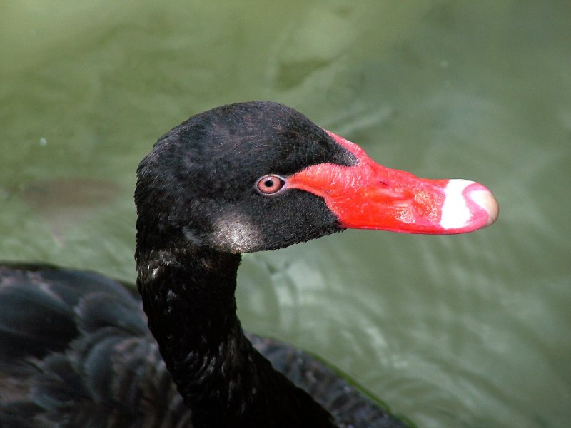 Phalacrocorax Carbo птица