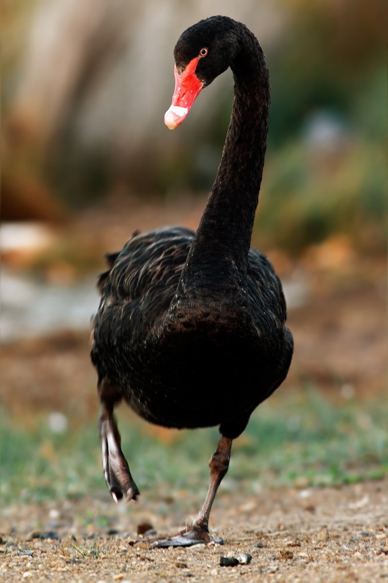 Черная птица с длинной шеей (48 фото)