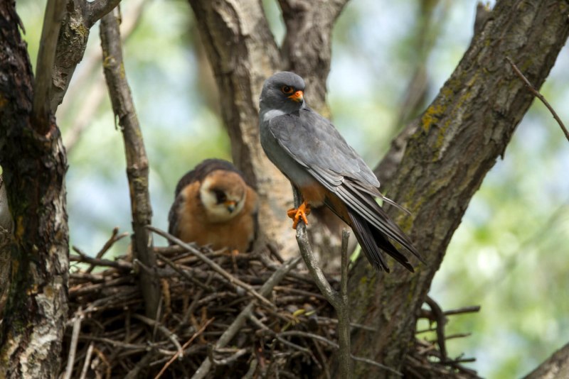 Алтайский Сокол (Falco cherrug altaicus)