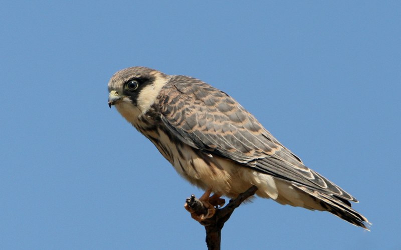 Амурский Кобчик