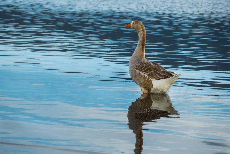 Водоплавающие птицы Ставрополья