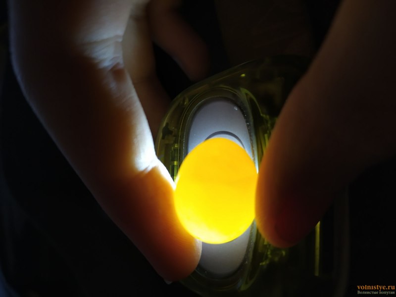 Оплодотворенное яйцо кореллы (54 фото)