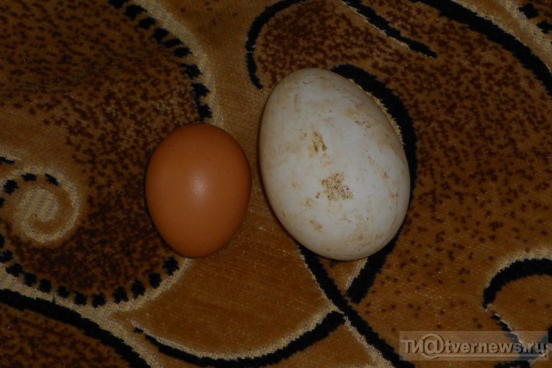 Яйца попугая корелла