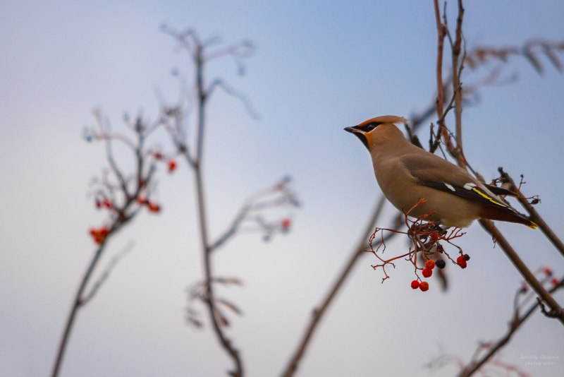 Bohemian Waxwing птица