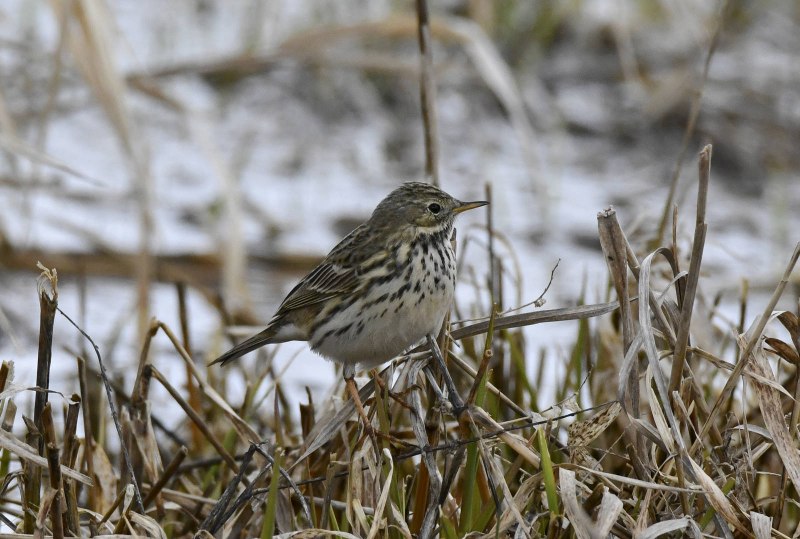 Луговой конек (Anthus pratensis) 237. Краснозобый конек