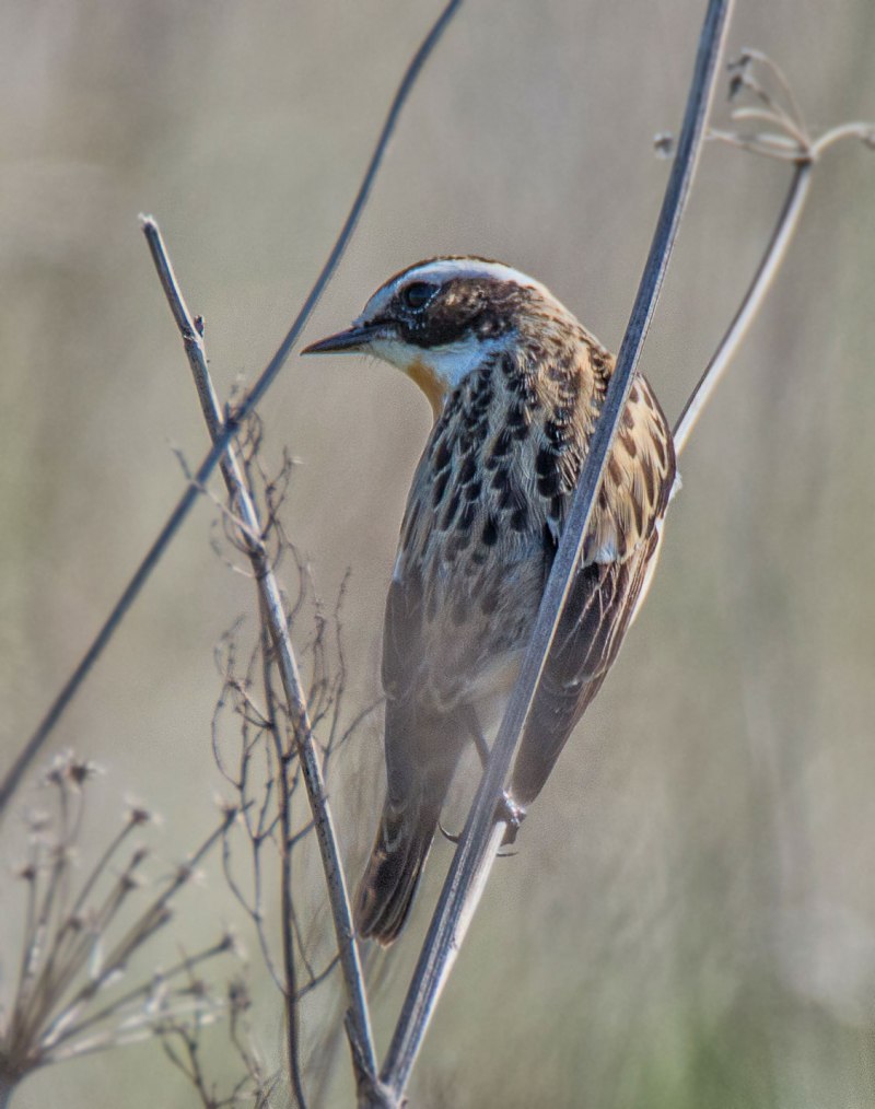 Saxicola rubetra