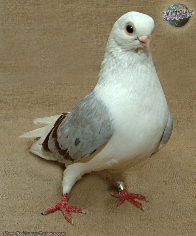 Редкие голуби