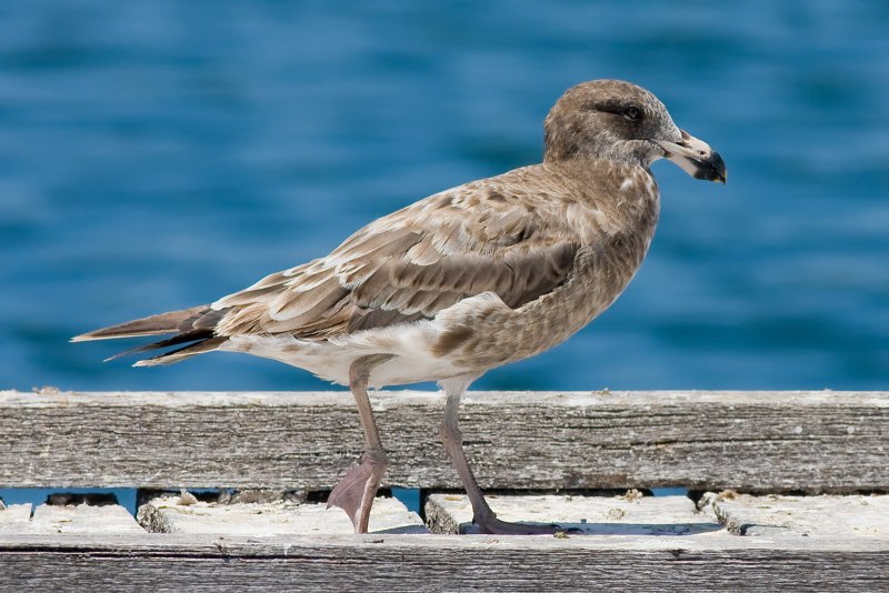 European Herring Gull