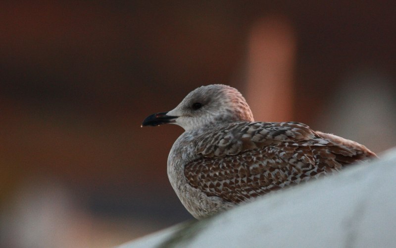 The Sandpiper/Кулик,1965