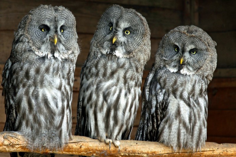 Бородатая неясыть (Strix nebulosa)