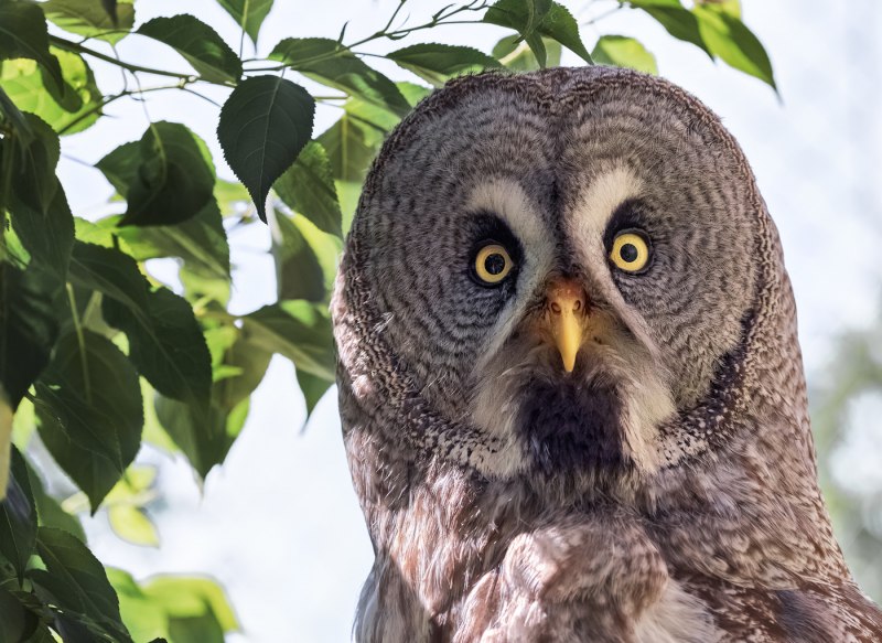 Длиннохвостая неясыть (Strix uralensis)
