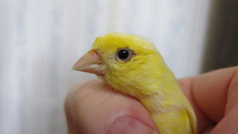 Канарейка серая
