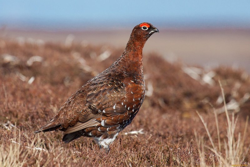 Тетерев шалфейный (Centrocercus urophasianus)