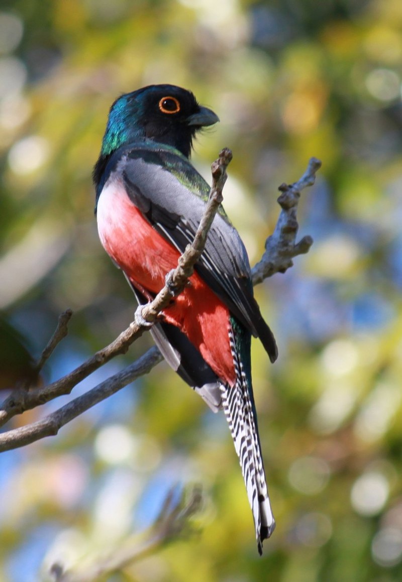 Азиатский двухцветный гибрид Trogon