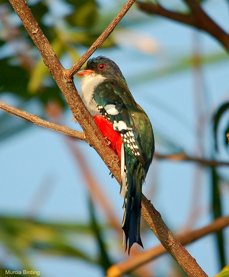 Elegant Trogon