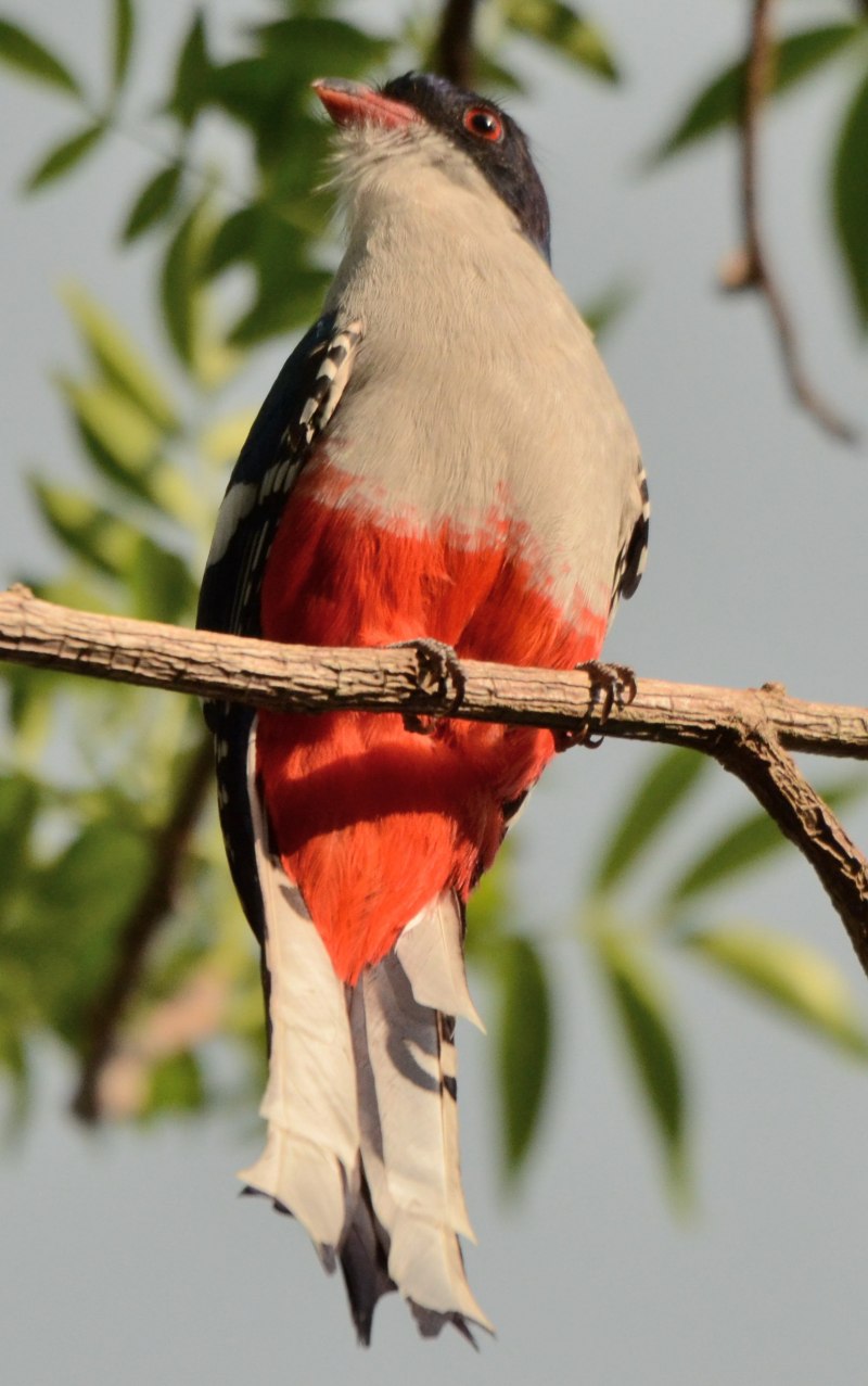 Trogon Collarejo-Collared Trogon-Trogon collaris фото