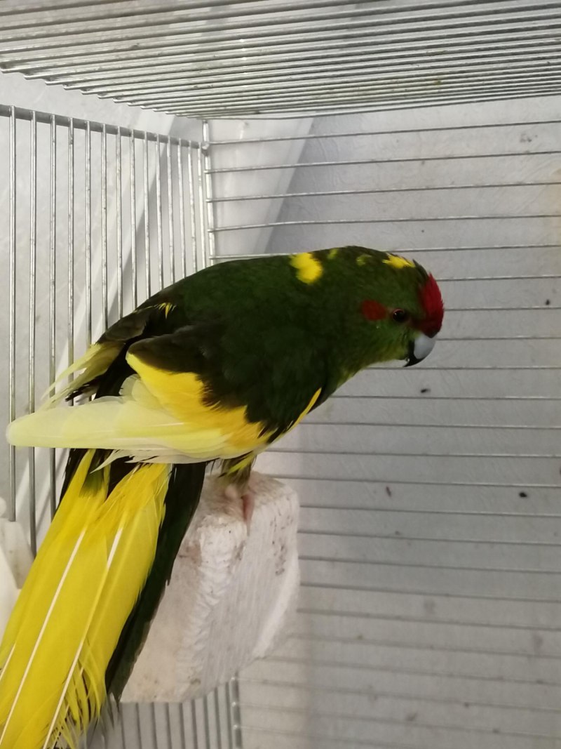 Новозеландский какарик
