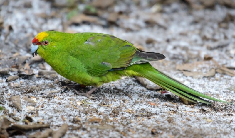 Cyanoramphus malherbi